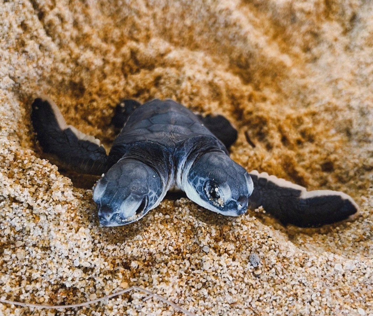 The right head of the two-headed turtle discovered at Dungun is evidently dominant, according to Lang Tengah Turtle Watch. – Bernama pic, September 2, 2022