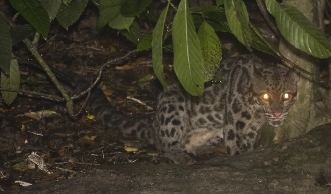 A Bornean clouded leopard lurks in the shadows of lower Sg Kinabatangan in eastern Sabah. It is a priority species in Sabah, classified as ‘vulnerable’ on the IUCN Red List. – Wikipedia pic, September 6, 2022