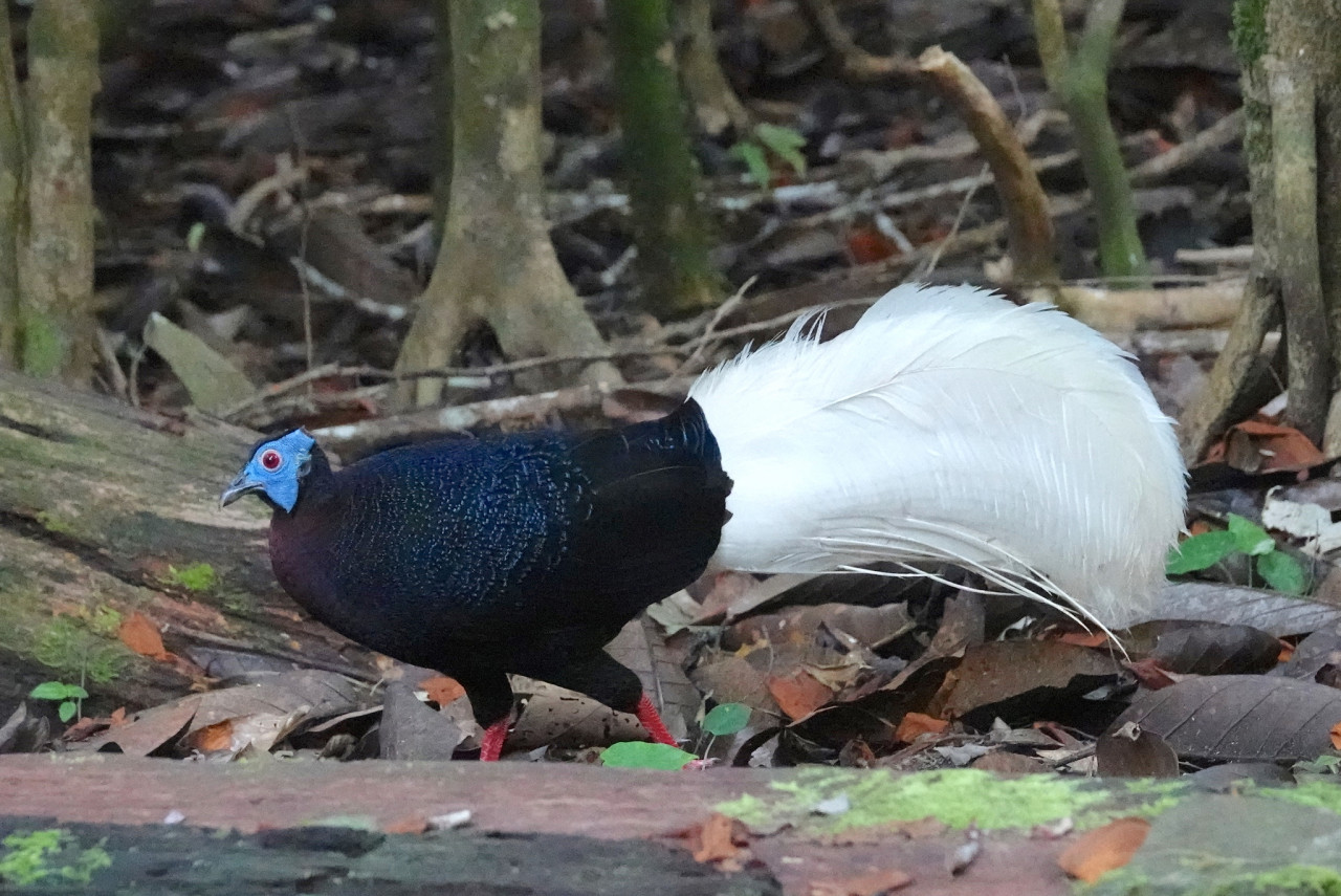A male Bulwer’s pheasant forages around the forest floor in Sabah. One of the many bird species in the catchment area for the dam, it is listed as ‘vulnerable’ on the IUCN Red List. – Wikipedia pic, September 6, 2022