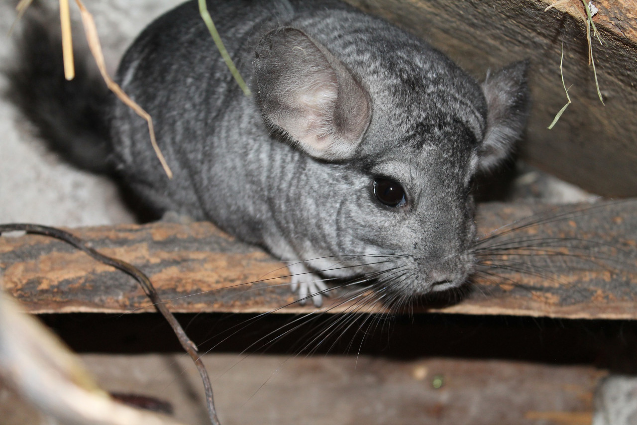 are chinchillas legal pets in australia