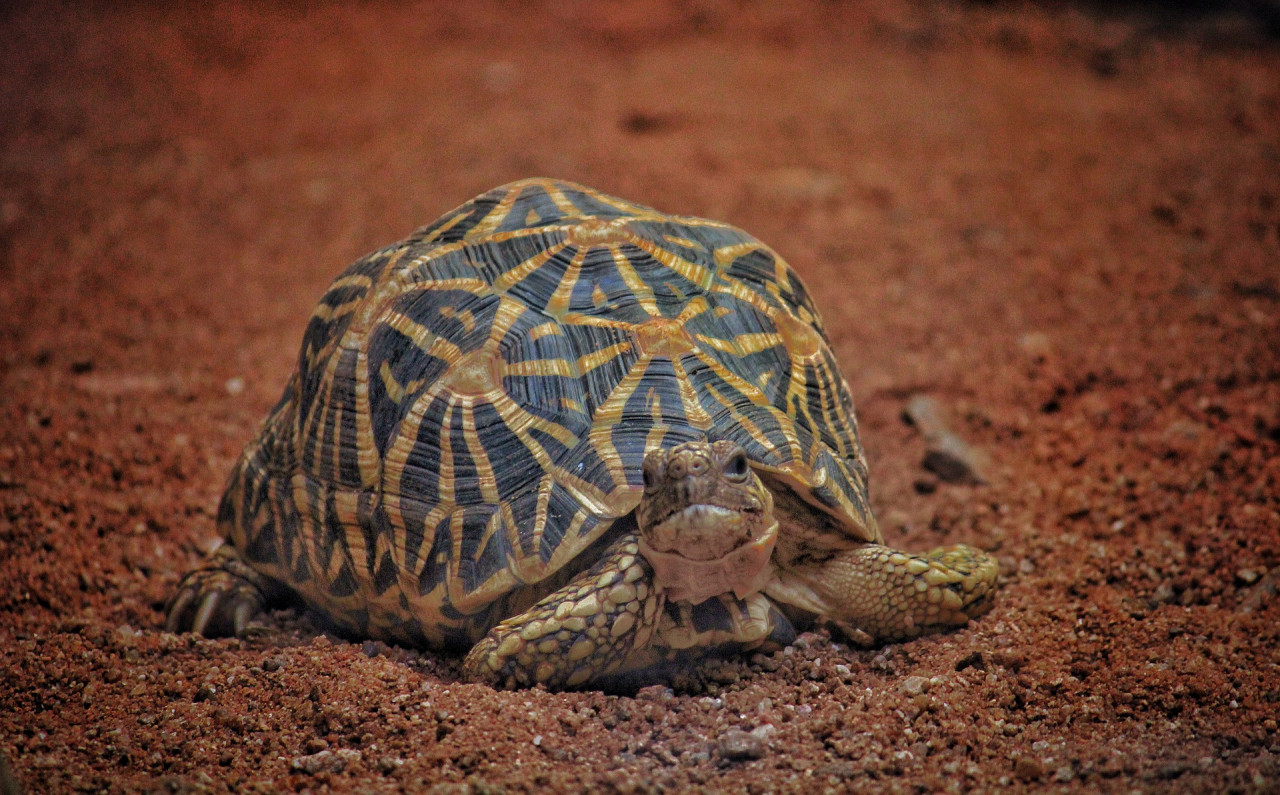 The Indian star tortoise is classified as ‘vulnerable’ by Cites (Convention on International Trade in Endangered Species of Wild Fauna and Flora). A quick internet search for buying the protected species brings up a number of websites selling the animals. – Pixabay pic, September 26, 2022