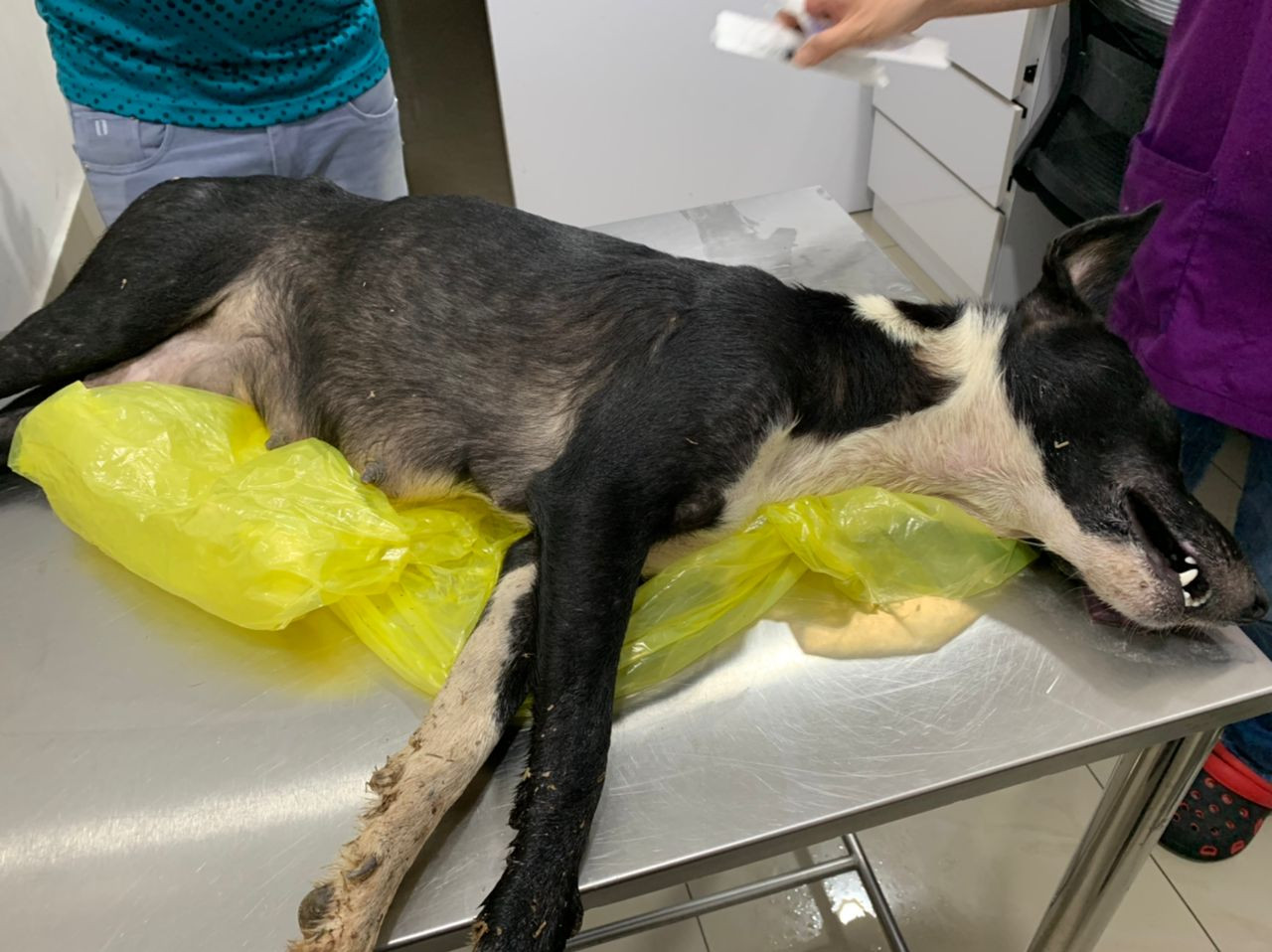 A stray dog found having seizures near ‘suspicious packets of chicken’, and pronounced dead at Gasing Veterinary Hospital. – The Vibes pic, October 15, 2022