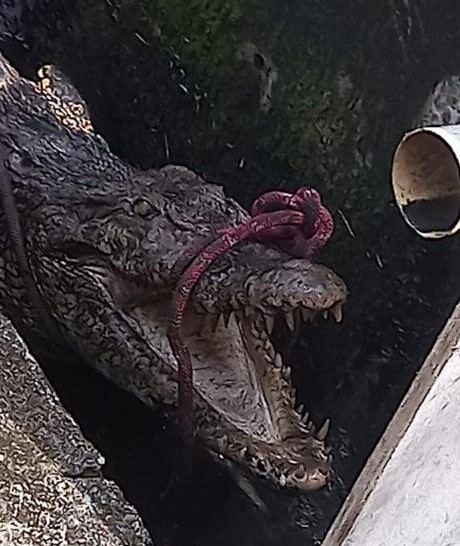 The 3-m long crocodile found in a playground in Taman Serambi, Petra Jaya today protests against its capture by the Fire Department. – Borneo Post Online pic, October 14, 2022