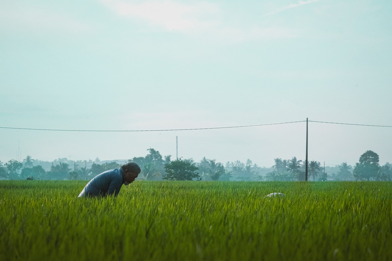 While Malaysian Rice Farmers Fraternity chairman Mohd Fuad Yaacod applauded the move to alleviate the burden shouldered by local paddy farmers, he has said that the government should reconsider aspects of Bernas. – Pixabay pic, December 8, 2022 