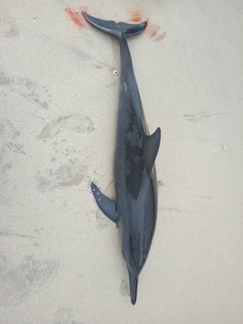 The Johor Fisheries Department says the injuries on the dolphin’s tail could have been caused by it smashing into rocks or corals due to rough seas. – @bernamadotcom Twitter pic, December 31, 2022