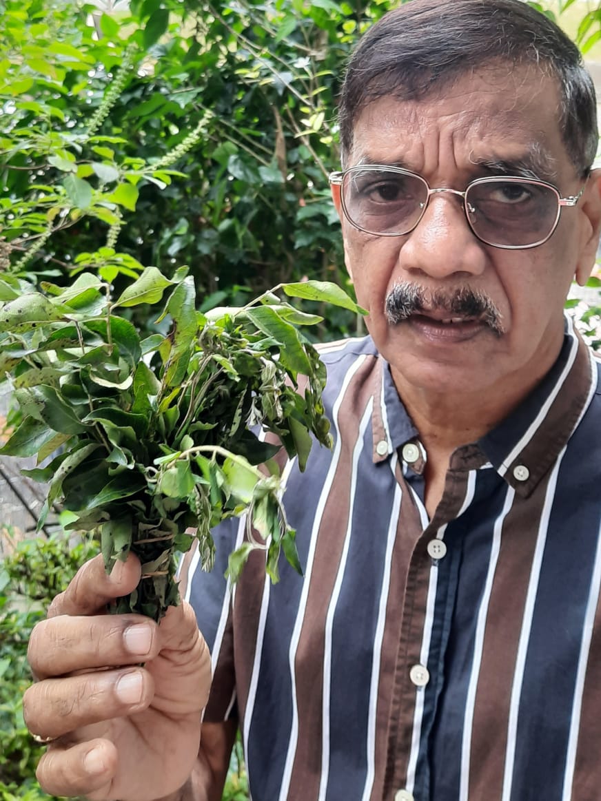 The Consumers’ Association of Penang’s education officer N.V. Subbarow with the green curry leaves grown at the organisation’s garden. – IAN MCINTYRE/The Vibes pic, January 1, 2023