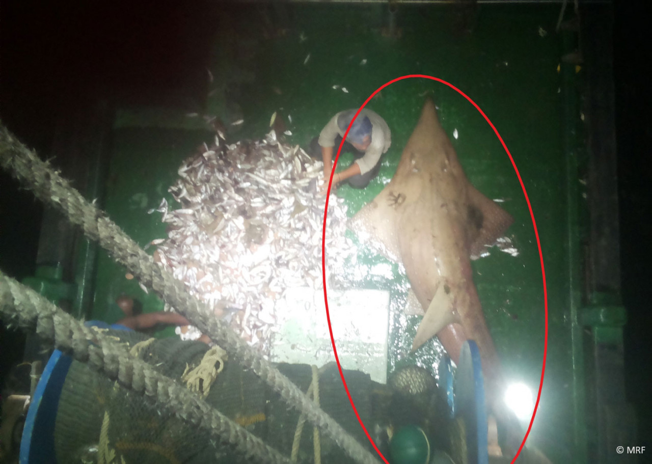 A critically endangered Wedgefish landed as bycatch. Marine Research Foundation executive director Nicolas Pilcher stresses the importance of addressing the accidental catch of these marine animals without affecting the livelihood of fishermen. – Pic courtesy of Marine Research Foundation, April 8, 2023