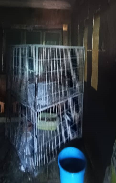 The fire department reports that that the fire broke out in a 20x20 sq ft room used as a cat enclosure. – Selangor Fire and Rescue Department pic, April 22, 2023