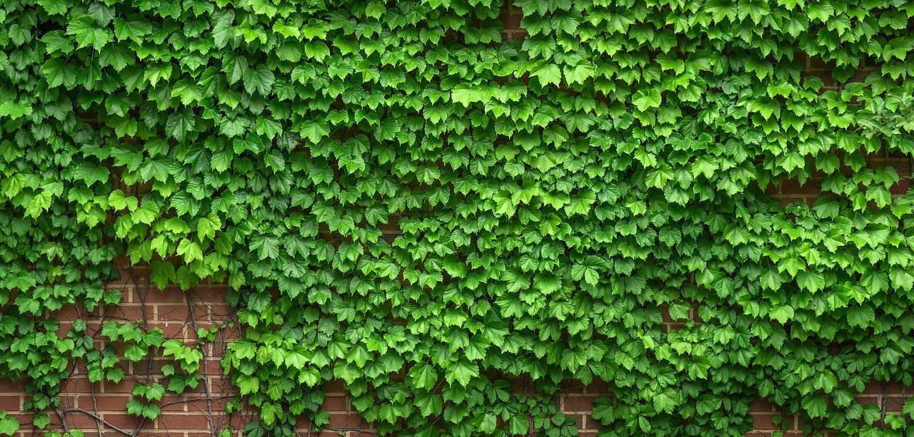 Vegetation incorporated into a building’s exterior lowers the heat transferred inside and improves the building’s look. – Pixabay pic, June 6, 2023