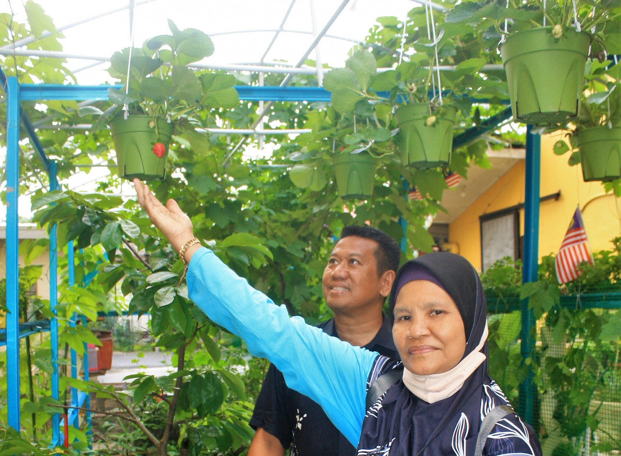 MPAJ youth and community department head Khairilazhar Ismail and Taman Keramat Permai AU1B/1 community garden head Sapiah Mat Khalip admiring the strawberries that was said to be impossible to grow under the Klang Valley’s hot and humid conditions. – SHAHRIM TAMRIN/The Vibes pic, August 31, 2023