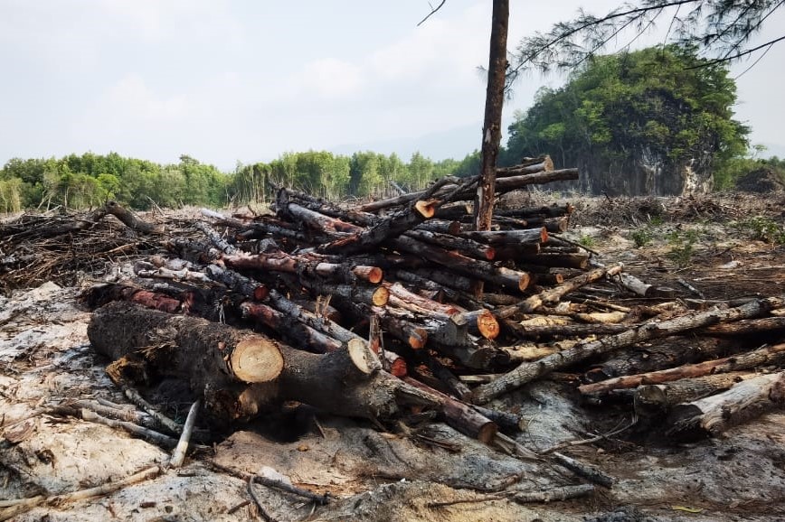 Felled trees lie on the ground of the site where there was no sign of a notice. – Pic courtesy of Irshad Mobarak, April 17, 2023