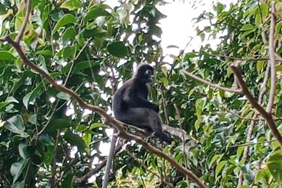 The mangrove forest is home to many exotic creatures, including primates which will be affected if the area is developed. – Pic courtesy of Irshad Mobarak, April 17, 2023