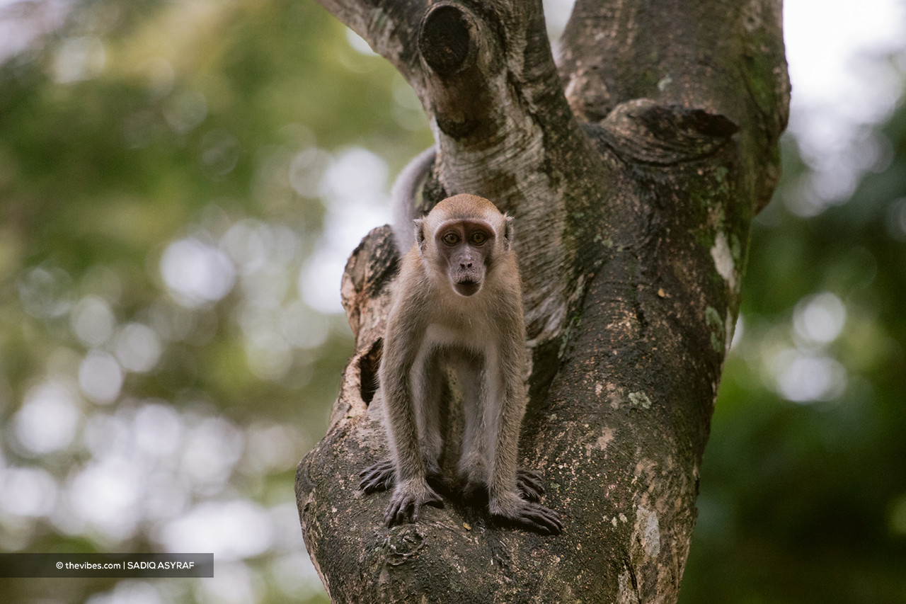 Animal rights advocate Wani Muthiah says the authorities should have a heart when it comes to handling wildlife, including monkeys. – The Vibes file pic, April 25, 2021