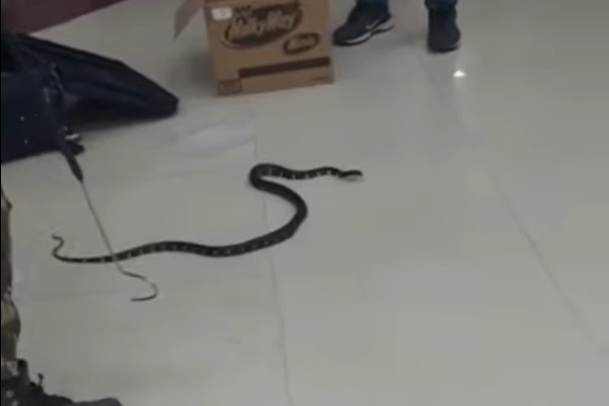 In April, an AirAsia flight saw a similar debacle when Indian airport authorities found 22 snakes in the baggage of a woman who arrived at the Chennai airport from Kuala Lumpur. – Screen grab pic, June 26, 2023 