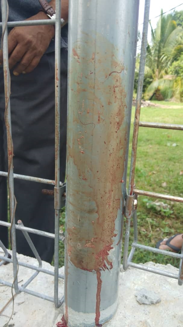 Large traces of blood from the massacred langurs at the Port Dickson site where Perhilitan personnel carried out the shooting. – Pic courtesy of Nurul Azreen Sultan, May 23, 2021