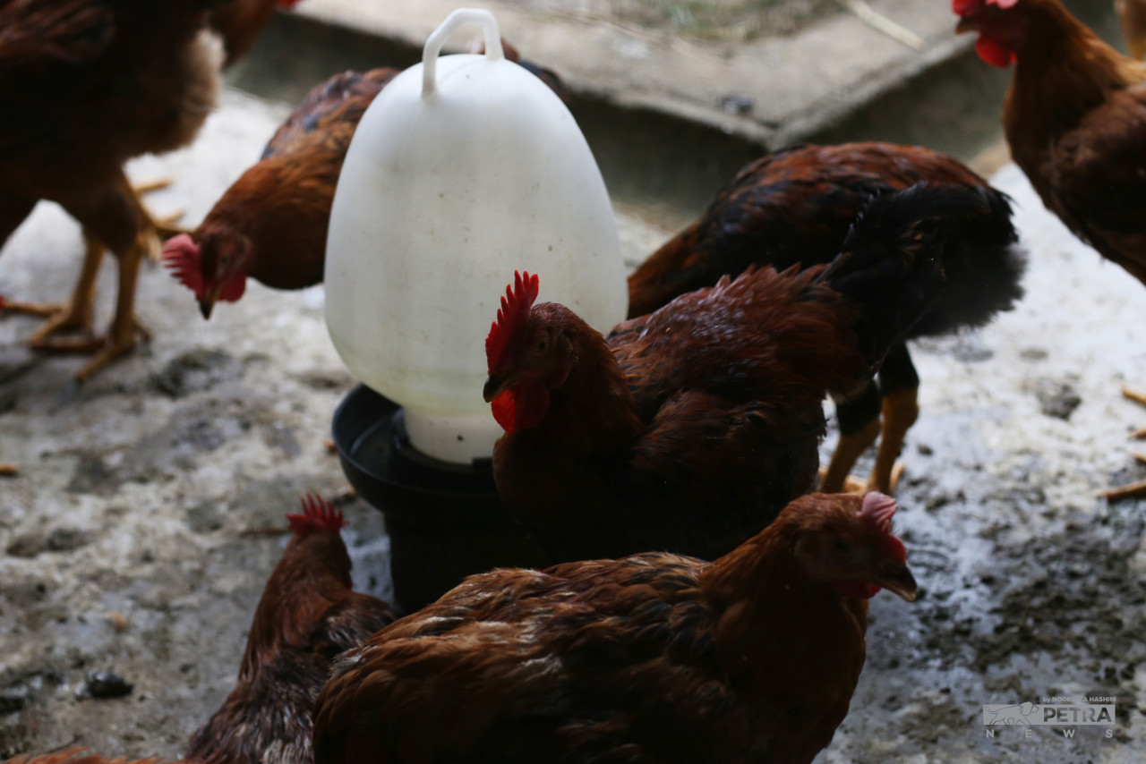 Fomca president stressed the need for the country to come up with a comprehensive agricultural policy. – The Vibes file pic, June 24, 2022