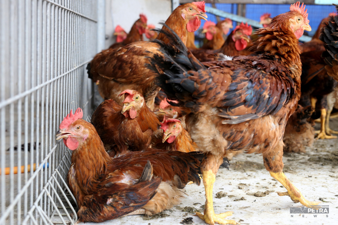 Among the measures Prime Minister Datuk Seri Ismail Sabri Yaakob have announced include banning all poultry exports until local supply and prices stabilise. – NOOREEZA HASHIM/The Vibes pic, May 27, 2022