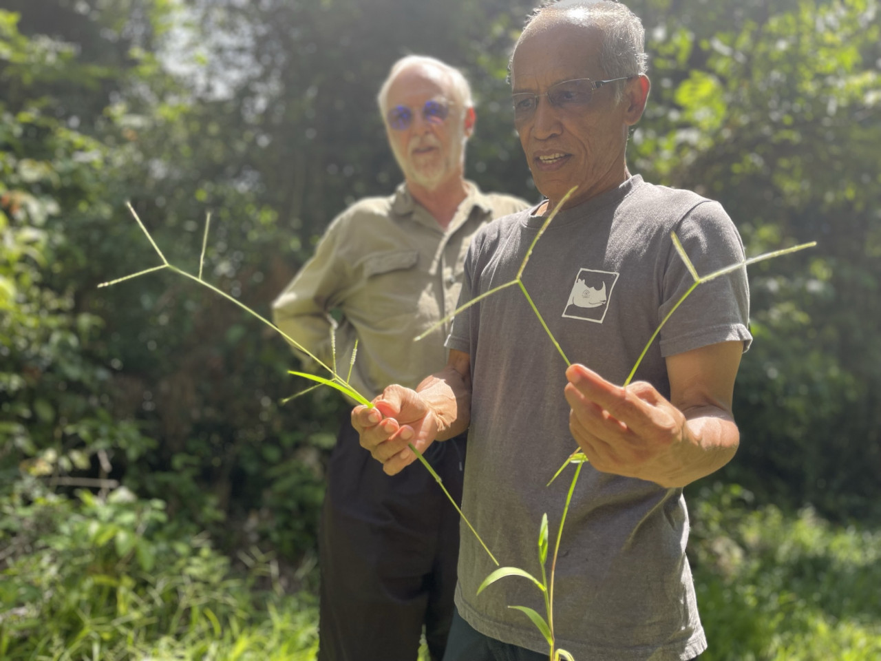 With over 90 species of fig trees out of the 150 found in Sabah, ficus trees exhibit rapid growth and abundant fruit production, making them an ideal food source for a variety of animals, says Zainal Zahari Zainuddin (right). – JASON SANTOS/The Vibes pic, June 27, 2023