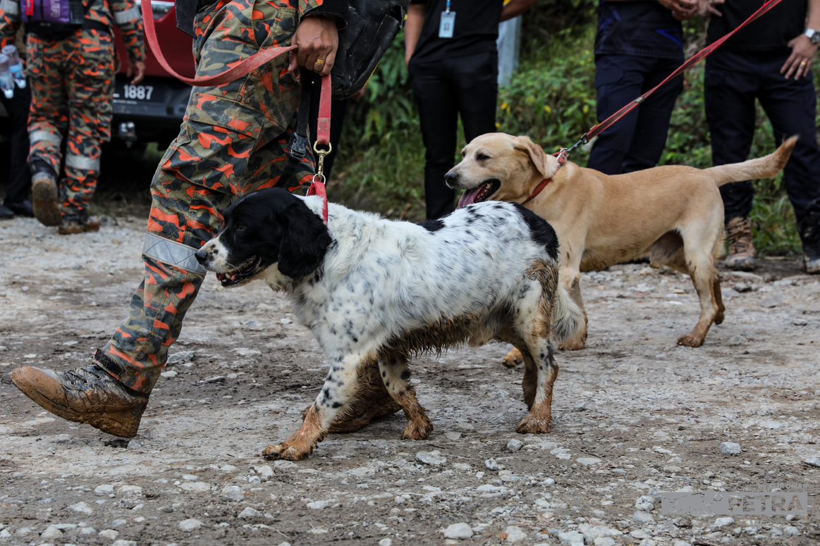 The search-and-rescue operations following the deadly landslide in Batang Kali yesterday were aided by six dogs from the K9 Unit. – ALIF OMAR/The Vibes pic, December 17, 2022