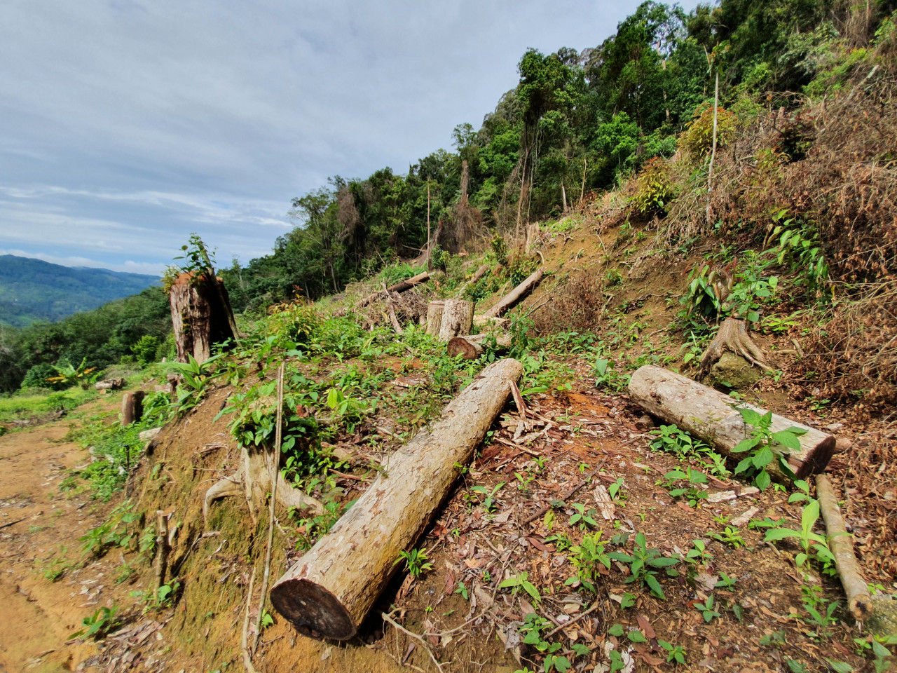 There have been reports of large plots of land being rapidly cleared during the MCO, including on Elvira Hill. – File pic, October 9, 2021