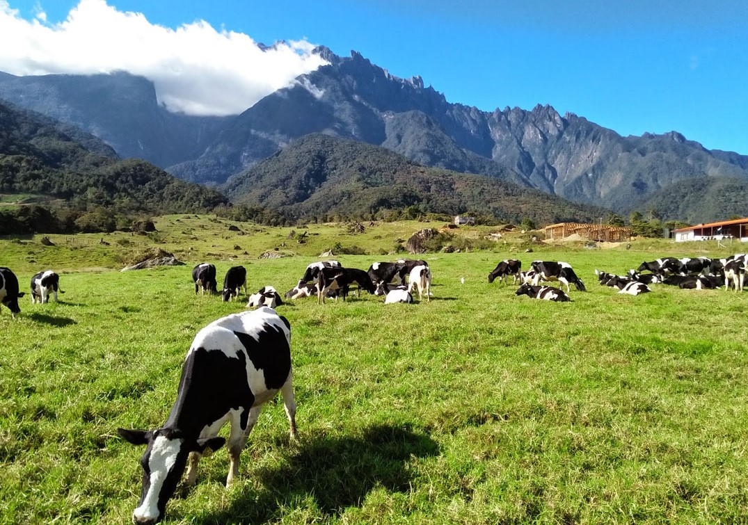 Kundasang in Ranau, dubbed the ‘little New Zealand’, has majorly contributed to the tourism sector in the area, with many locals setting up homestays and manning various attractions to take advantage of the area’s natural beauty. – Daain pic, August 14, 2022