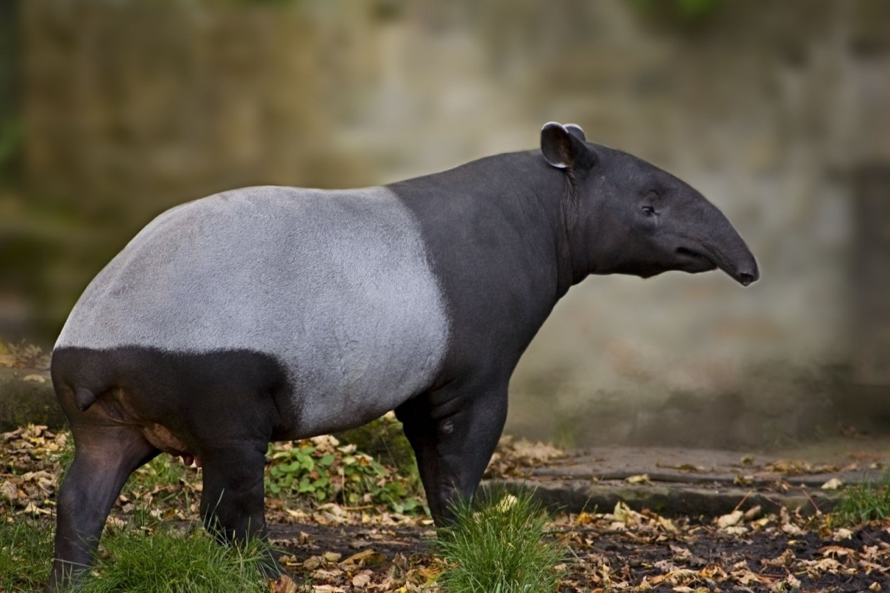 The area under threat in Som Forest Reserve is known as a roaming habitat for several protected wildlife, including the Asian tapir. – cleanmalaysia.com pic, June 29, 2021