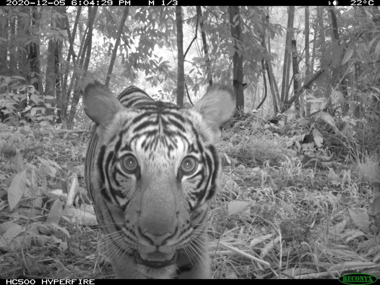 A camera trap captures a Malayan tiger in Belum-Temengor, the largest continuous forest complex in Peninsular Malaysia. – Pic courtesy of WWF-Malaysia, February 16, 2022