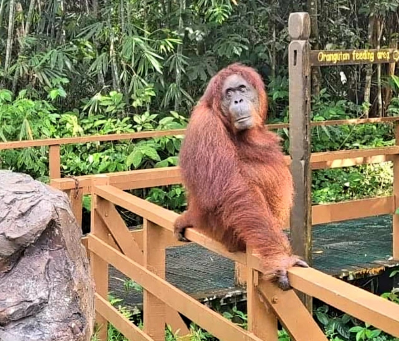 Sarawak Forestry Corporation chief executive officer and state wildlife controller Zolkipli Mohamad Aton says orangutans are gentle big apes, adding that they will never attack anyone and are unlikely to even try to chase humans. – Sarawak Forestry Corporation Facebook pic, January 23, 2022