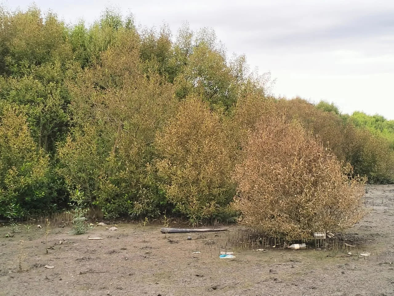 Villagers say caterpillars are attacking the mangrove trees at a nearby river. – Getaran pic by Rafisqi Radhi, November 24, 2023.