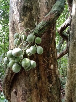 The fruits of the Bengoo Pelanok vine that the Penans use to make the antidote to treat snake bites. – The Vibes pic, August 18, 2024. 