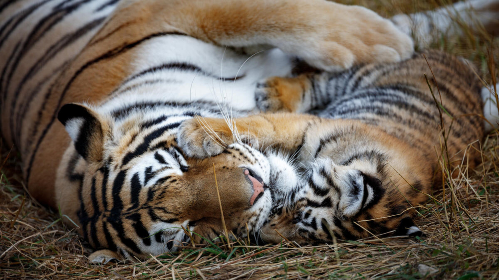 At the national level, WWF-Malaysia has relentlessly supported the establishment of the National Tiger Task Force, Tigers Working Group and Wildlife Crime Bureau and will continue pushing for the implementation of the next phase of tiger conservation. – Pic courtesy of WWF-Malaysia, February 16, 2022