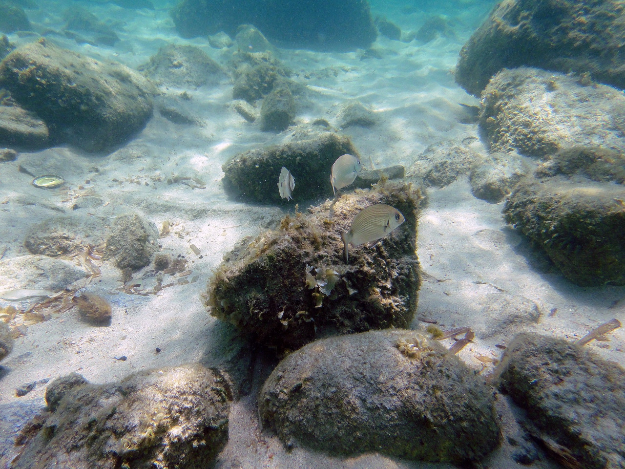 As the deadline nears, the risks associated with proceeding with seabed mining without regulations are becoming increasingly apparent, leading to calls for a moratorium on deep-sea mining until proper rules are in place. – Pixabay pic, July 7, 2023