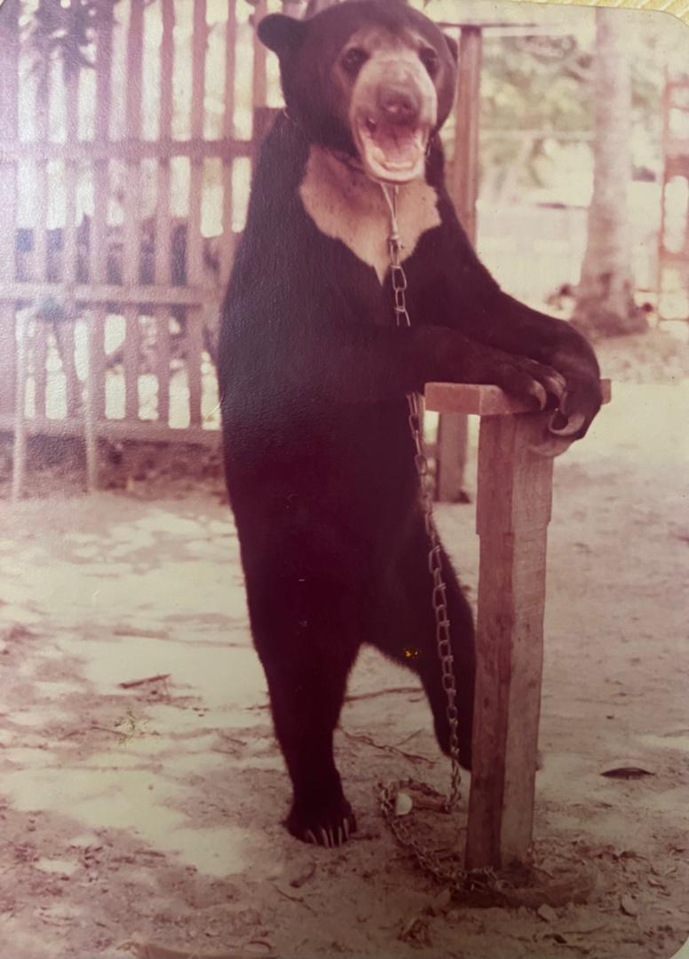 Awang, tied to a chain, leans on a wooden pole. The bear is said to have loved going after chickens. – Pic courtesy of Che Wan Zulkurnain Che Wan Derahim, June 27, 2021