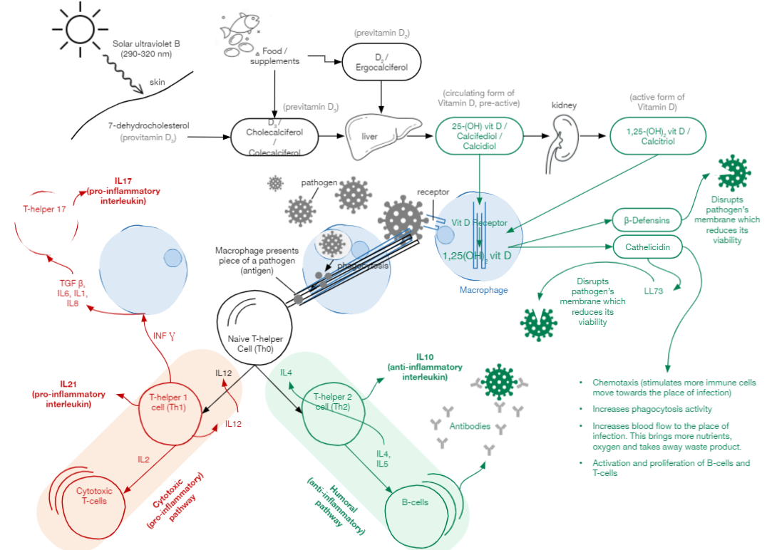 Figure 1: Immuno-regulation by vitamin D