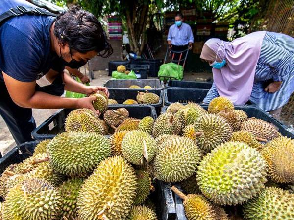 If durian farmers were given temporary operating licences, Pahang would have a more streamlined revenue from the industry, but the district council instead awarded an exclusive deal to a private company with royal ties. – Bernama pic, October 24, 2021