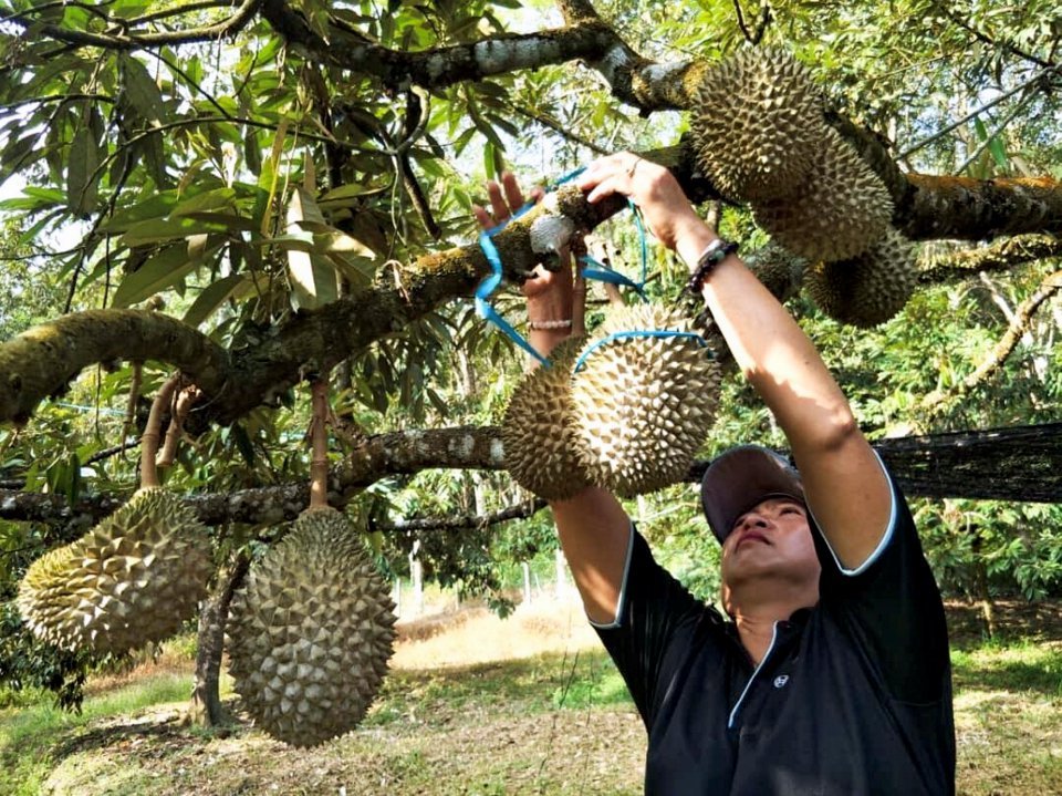 A durian-exporting company says that its clients from the United States, China, and Indonesia only prefer Musang King. – Bernama pic, May 27, 2022