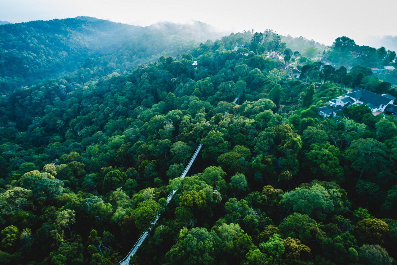 Environmentalists are opposed to any cable car plan in Penang Hill, as it would create more disturbances and incursions into its sensitive ecosystem. – The Habitat Group pic, September 17, 2021