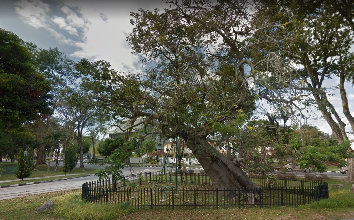 The 150-year-old baobab tree in Penang, known as the ‘upside-down tree’, was planted by Tristram Charles Sawyer Speedy in 1871. – Google Maps pic, October 22, 2021