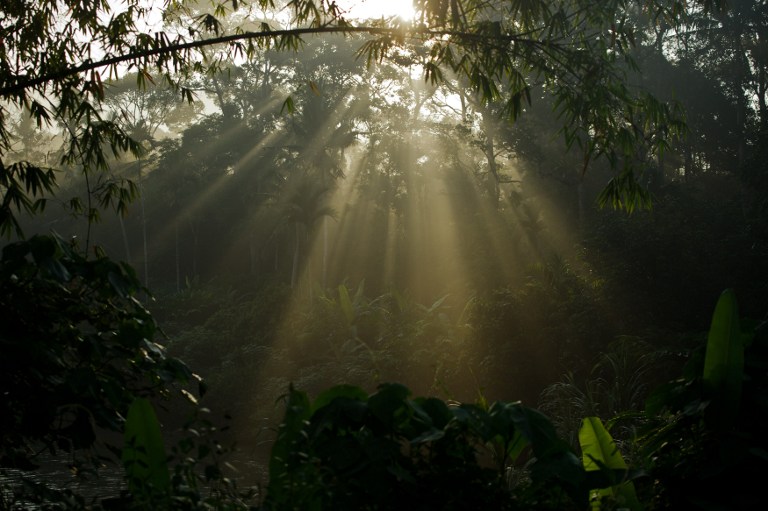 Perak will implement a state-level Greening Malaysia Programme to plant ten million trees in five years beginning 2021.– File pic, March 28, 2022