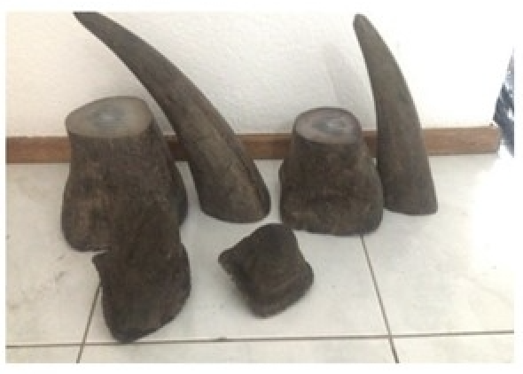 Among the 12 rhinoceros horns that Teo Boon Ching had arranged to be sold to law enforcement through a confidential source. Trade involving endangered or threatened species violates several US laws and international treaties implemented by certain US laws. – US Attorney’s Office pic, September 20, 2023