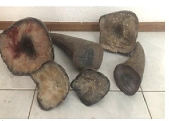 In August 2019, the confidential source, at the direction of law enforcement, purchased 12 rhinoceros horns from Teo Boon Ching with money that Teo believed was the proceeds of other illegal wildlife trafficking and was in bank accounts in New York.   – US Attorney’s Office pic, September 20, 2023