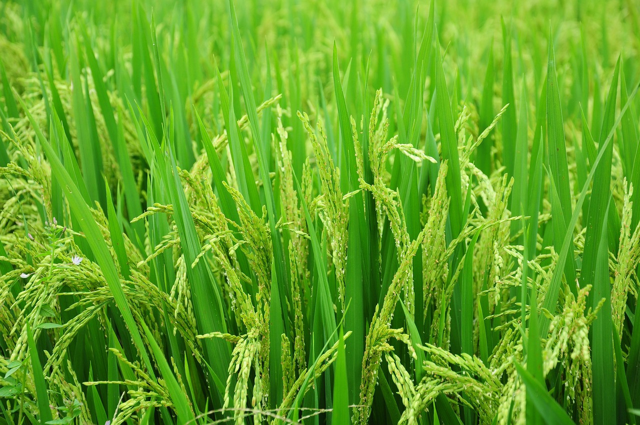 Mafi Padi Industry Development Division director-general Azman Mahmood says the government needs to come up with a drastic move to boost the nation’s rice productivity rate. – Pixabay pic, July 27, 2022