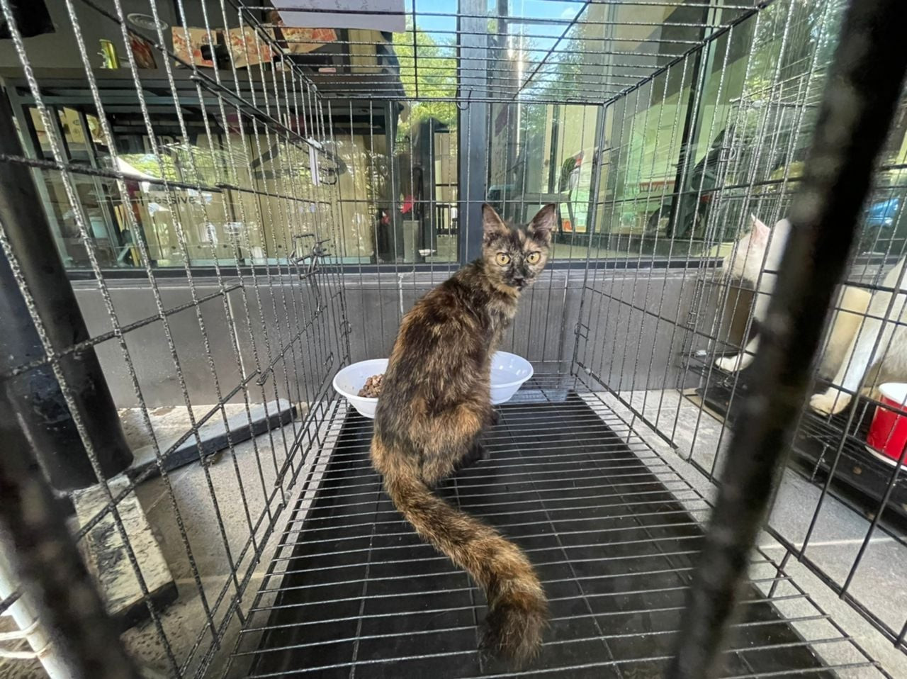 A campaign has been launched to support Selangor SPCA’s efforts to feed over 130 cats and dogs under its care. – SPCA Selangor Facebook pic, December 25, 2021