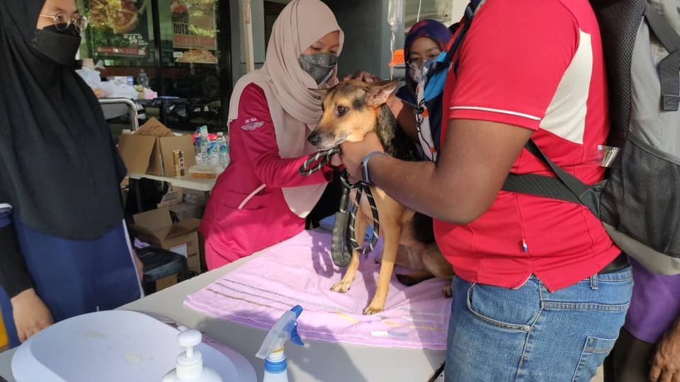 Operations manager Kelvin Cheah Kheng Tatt notes Selangor SPCA requires around 40 volunteers daily. – SPCA Selangor Facebook pic, December 25, 2021