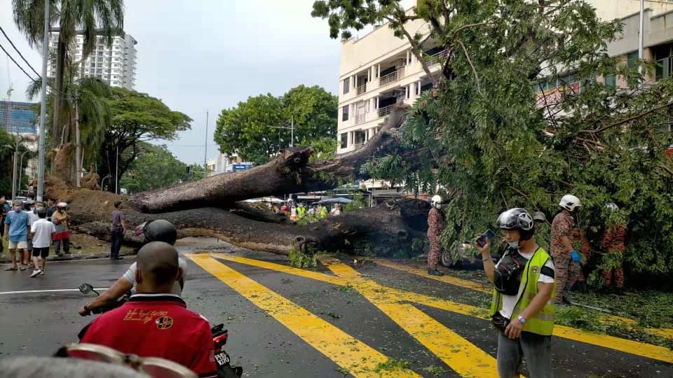The falling tree may reflect lack of knowledge about the replanting process on the part of the contractors, says one expert. – Social media pic, April 29, 2021