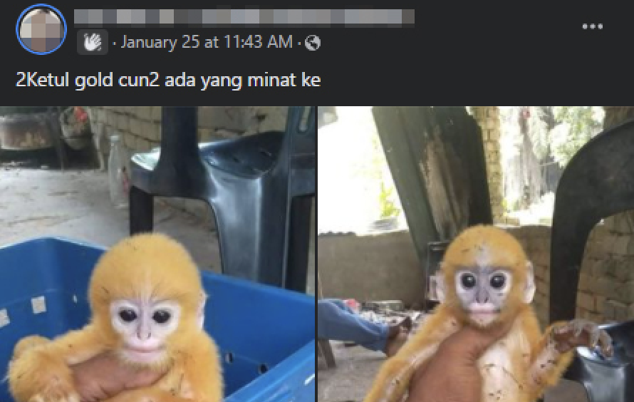 Alleged instances of protected wildlife species being traded via Facebook have attracted the attention of the Peninsular Malaysia Department of Wildlife and National Parks (Perhilitan). – Screen grab pic, February 5, 2022