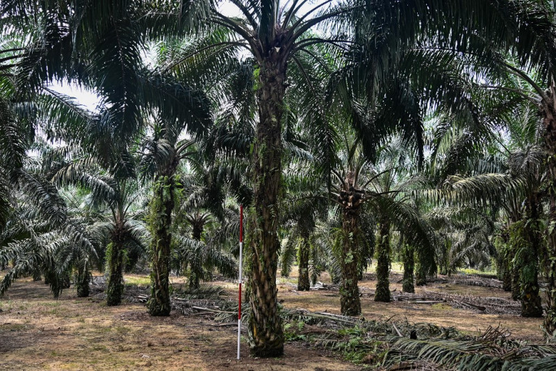 Palm oil comes to Sabah economy’s rescue