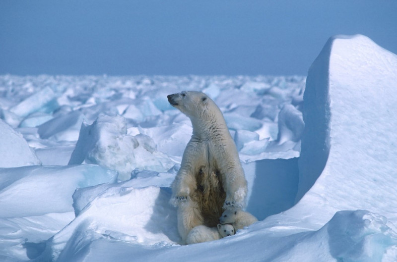 Bears on thin ice