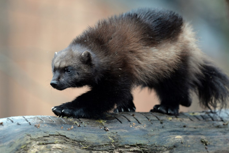 US says climate change doesn't threaten snow-dwelling wolverines