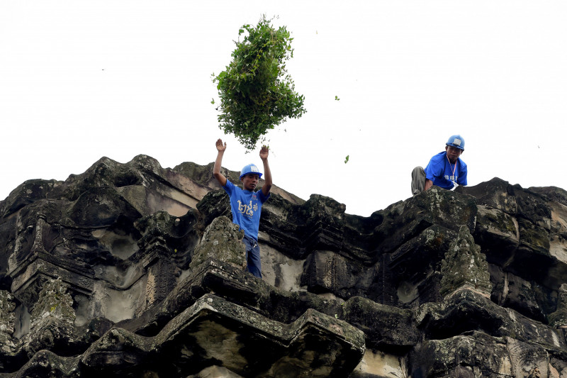 Saving Angkor Wat: Cambodia's ninja gardeners tame jungle growth